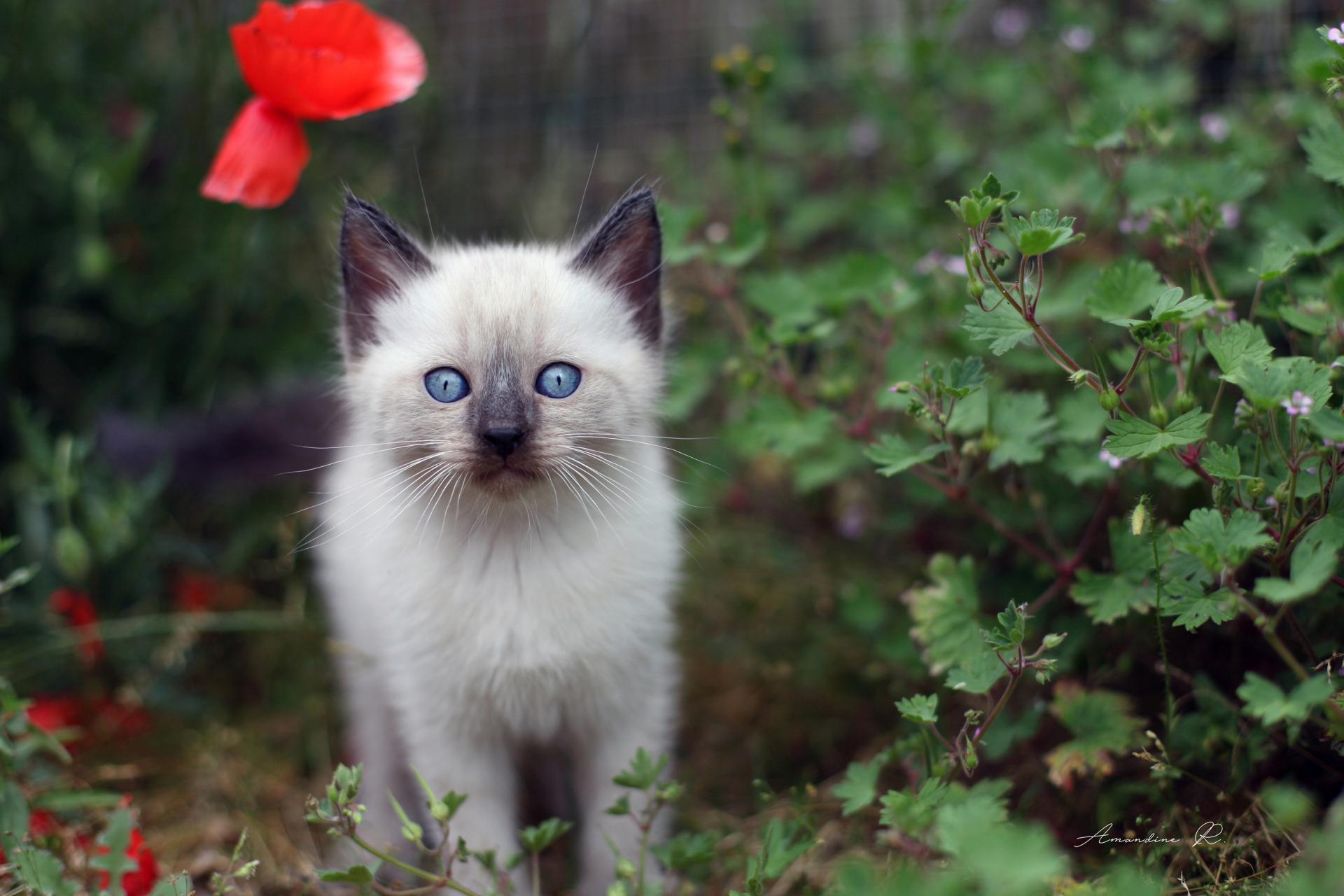Animaux